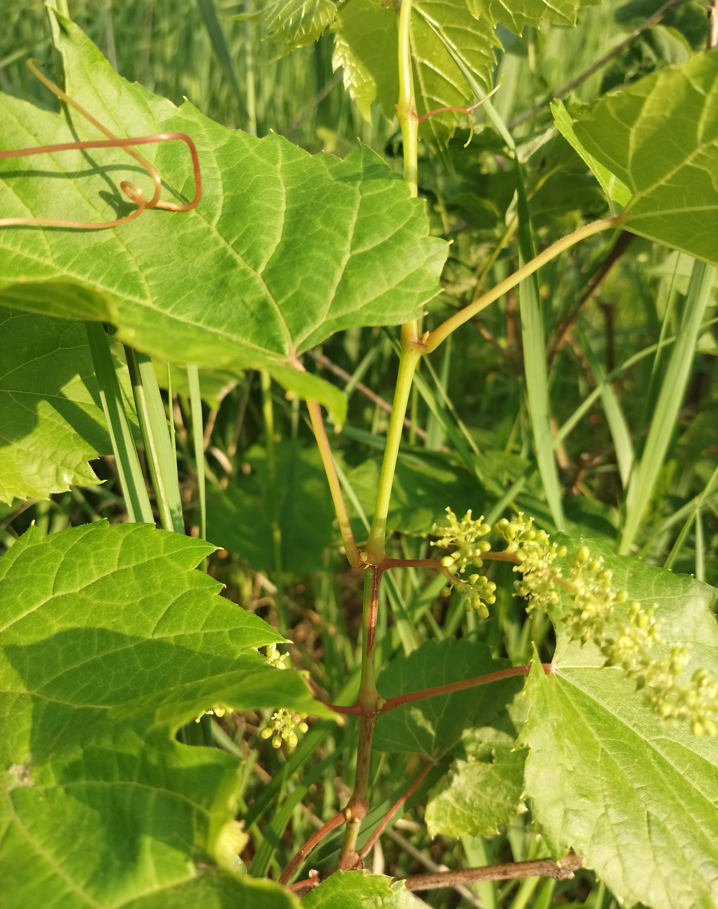 Wild vine blooms.
